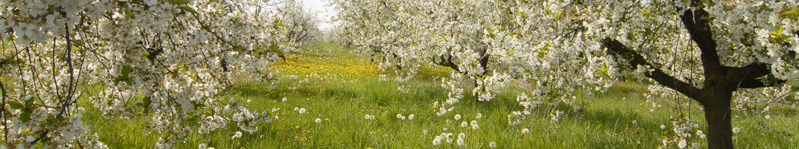 Blühende Apelbäume auf einer Wiese © Dienstleistungszentren Ländlicher Raum